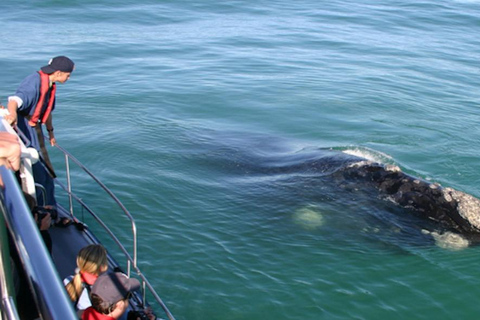 Excursion d'une journée sur la route des baleines