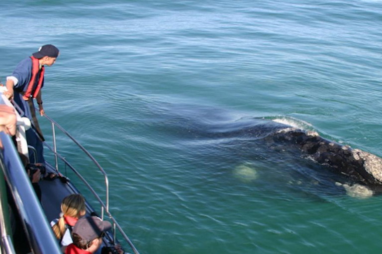Excursion d'une journée sur la route des baleines