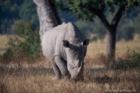 Safari pour les rhinocéros - Parc national de Mosi-oa-tunya