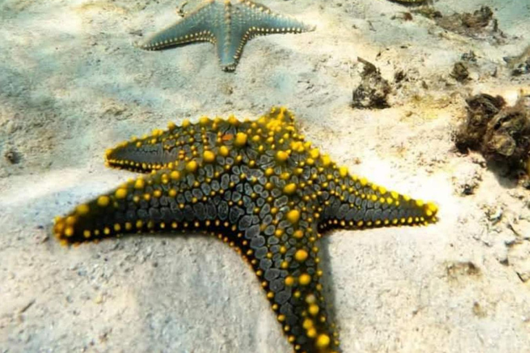 Zanzibar : excursion de plongée avec tuba et voile au récif de Kiwengwa