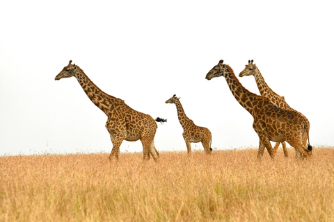 3 Tage Maasai Mara Magisches Erlebnis