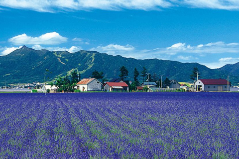 Sapporo Day Tour: Biei Blue Pond & Lavender Farm with Lunch 7:30 Pickup Point + Flower Sea Ticket (with Buffet + Melon)