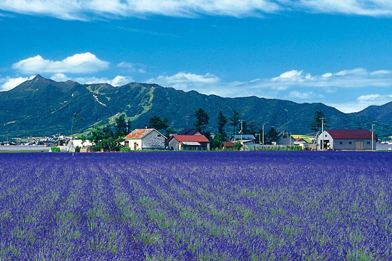 Sapporo Day Tour: Biei Blue Pond & Lavender Farm with Lunch 7:30 Pickup Point + Flower Sea Ticket (with Buffet + Melon)