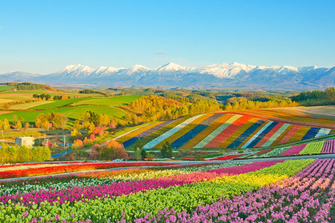 Hokkaido: Asahiyama Dierentuin, Shirahige Val, Ningle Terras Dag