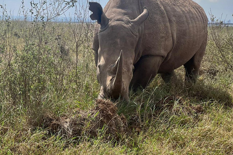 Halvdagsutflykt till Nairobis nationalpark med upphämtning från hotell