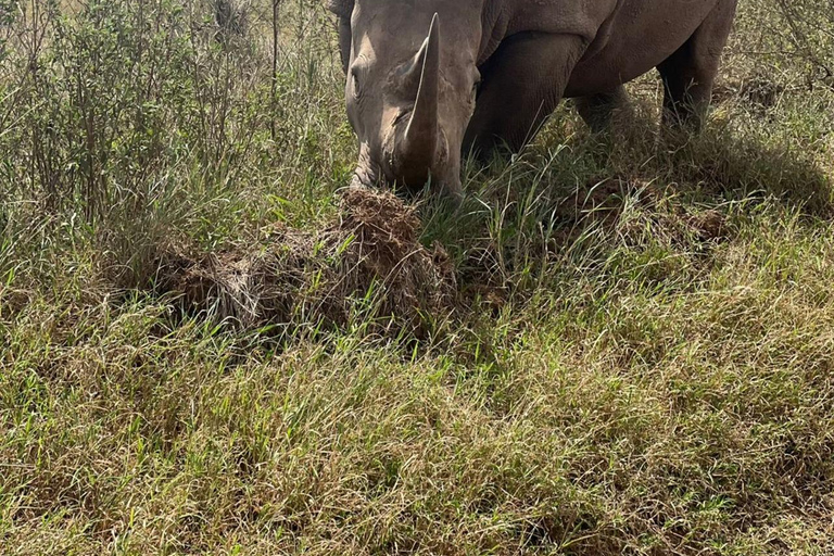 Halvdagsutflykt till Nairobis nationalpark med upphämtning från hotell