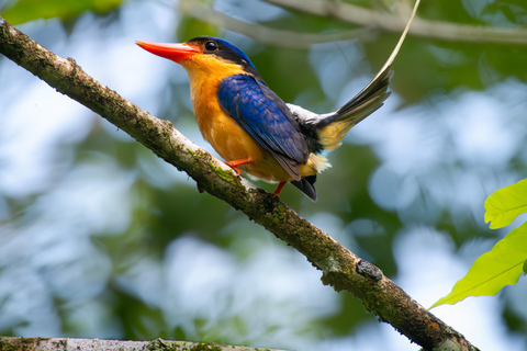 Daintree Rainforest: Waterfall Walk, Swim &amp; Crocodile Cruise