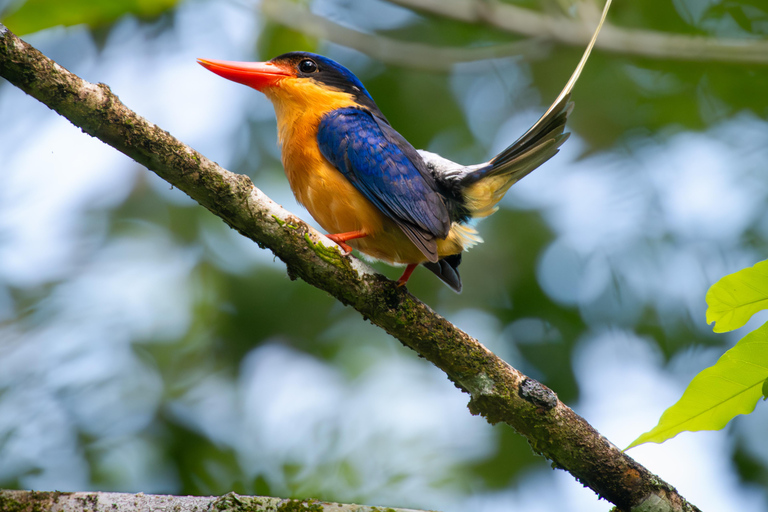 Daintree Rainforest: Waterfall Walk, Swim &amp; Crocodile Cruise