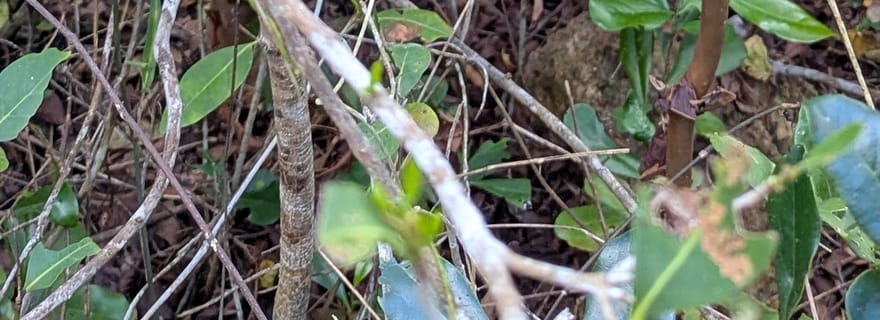 Zanzibar : The Rock Restaurant & la forêt de Jozani