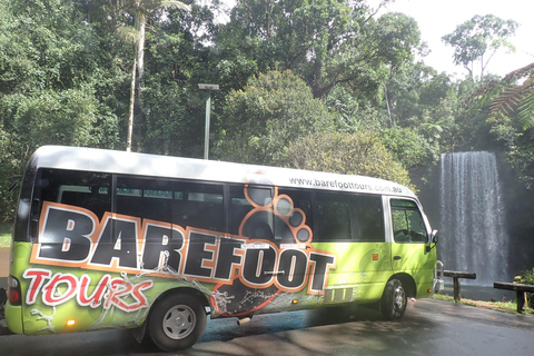 Cairns : Visite guidée de la forêt tropicale, du littoral et des sites touristiques