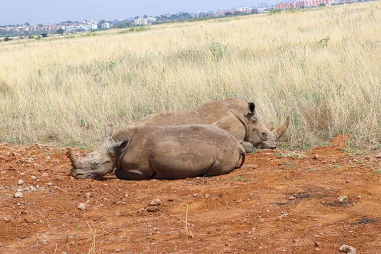 Game drive in Nairobi National Park met gratis halen en brengen