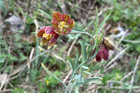 Sofia: Culinary Adventure To The Fungi And Botanical Kingdom