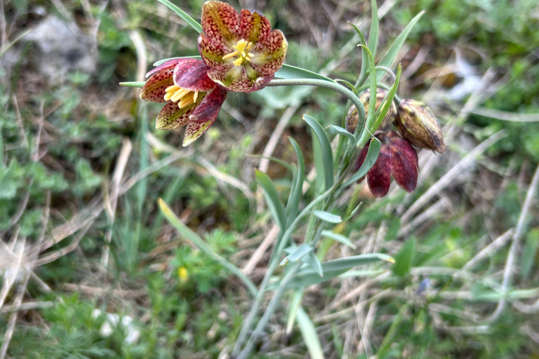 Sofia: Culinary Adventure To The Fungi And Botanical Kingdom