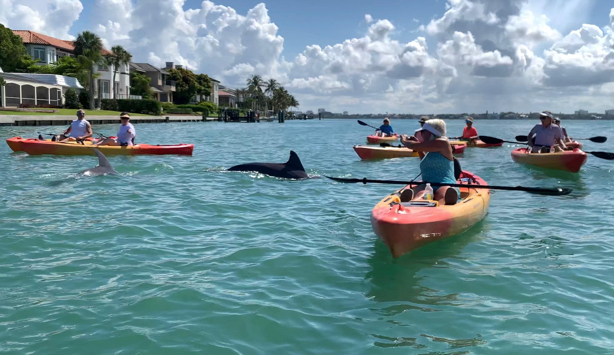 Sarasota: Geführte Kajak-Tour durch die Mangroven-Tunnel Lido Key