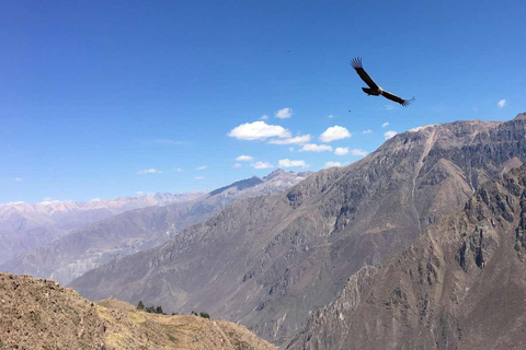 Wycieczka do Kanionu Colca 2 dni + transfer do Puno z posiłkami