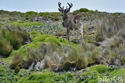 Parco Nazionale Antisana - Avvistamento del condor andino