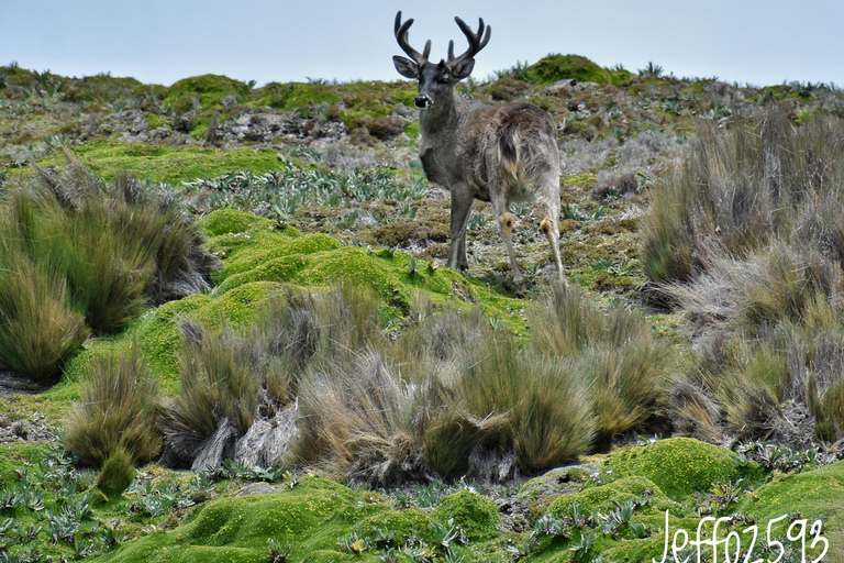 Parc national d&#039;Antisana - Observation du condor des Andes