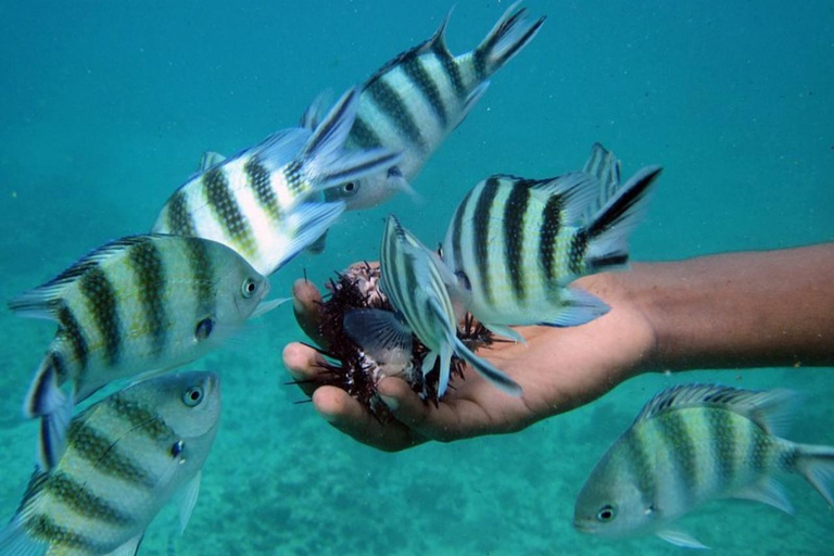 Zanzibar: tour dell'isola di Pungume e snorkeling con pranzo barbecueTour privato con servizio di prelievo e rientro in hotel incluso