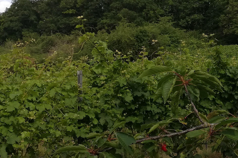 Koblenz: Der lebendige Weinberg, Natur- und Weingenuss