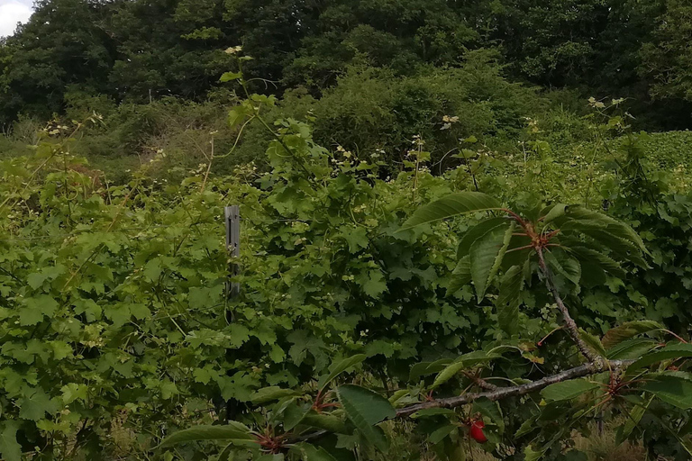 Koblenz: De levende wijngaard, natuur & wijngenot