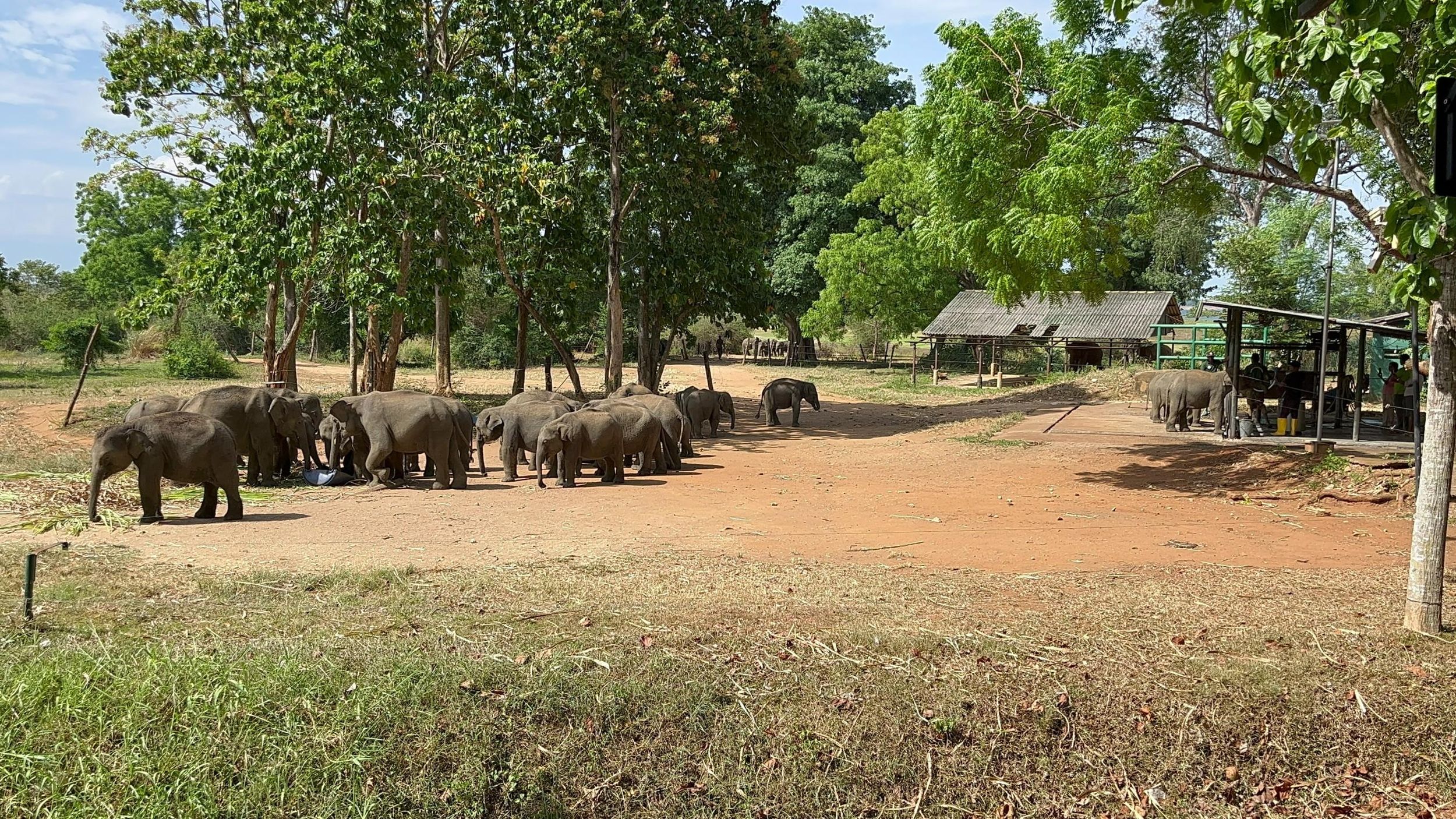Udawalawe National Park Wildlife Safari von Galle aus