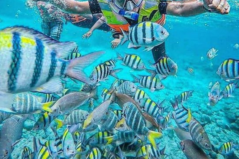 Lombok: Pink Beach & Gili Petelu Private Boat Tour