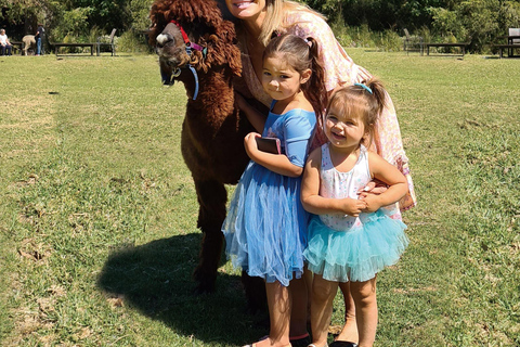 From Brisbane: Lamington National Park Rainforest Tour