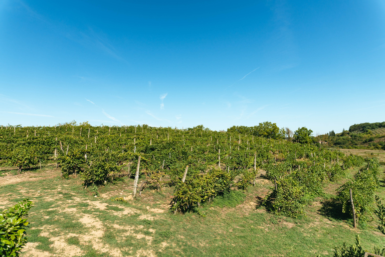 Florence: Chianti Wineries Tour with Food and Wine Tasting Group Tour in English