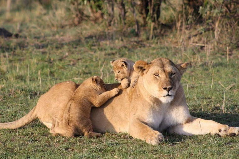 Nairobi: Ol Pejeta Conservancy 2-Day Safari with Meals Private day tour to Ol Pejeta Wildlife Conservancy