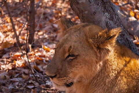 Victoria Falls: Sambesi-Nationalpark PirschfahrtMorgendliche Pirschfahrt