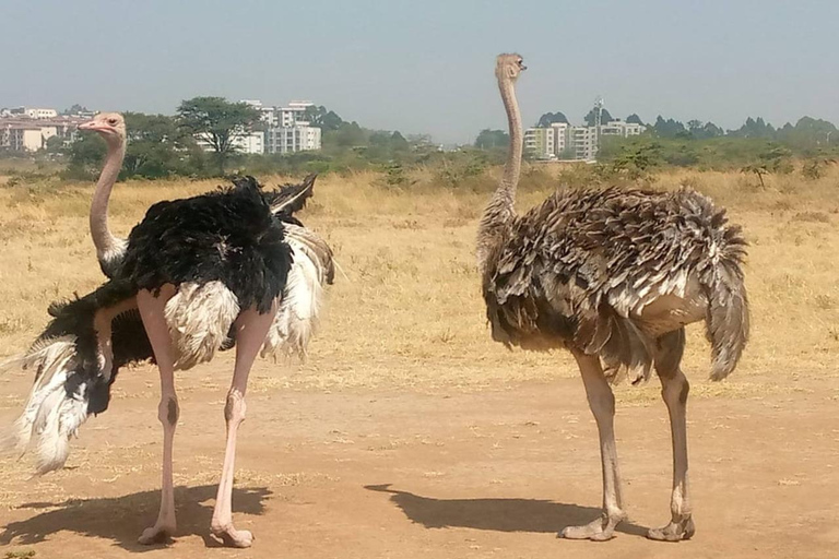 Parque Nacional de Nairobi: medio día en safari para ver leones y rinocerontesParque Nacional de Nairobi: tour privado de medio día