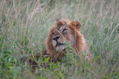 Nairobi: 3-Day Arusha & Ngorongoro Crater Safari Tour