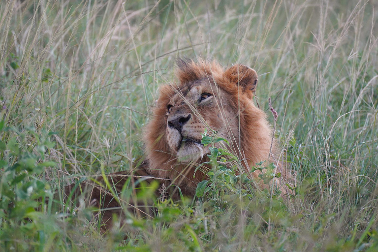 Nairobi: 3-Day Arusha & Ngorongoro Crater Safari Tour