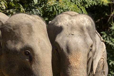 Phuket: Bukit Elephant Park Sanctuary Tour with Lunch