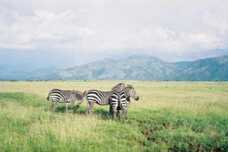 From Addis Ababa: 4-Day Nech Sar N P & Lake Chamo Safari