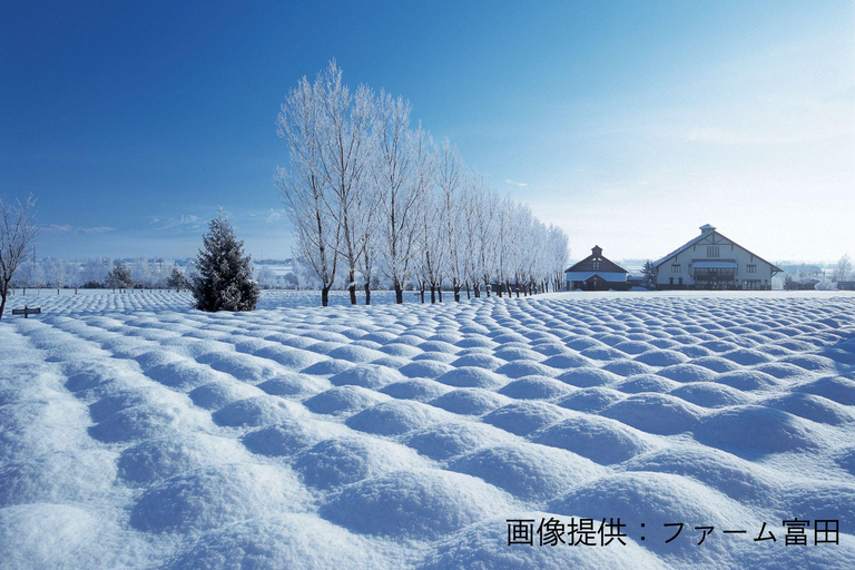 Furano Lavender, Ningle Terrace & Melon Buffet Bus Tour S1-1 [Jun 20 - Aug 9]: Lavender & Buffet