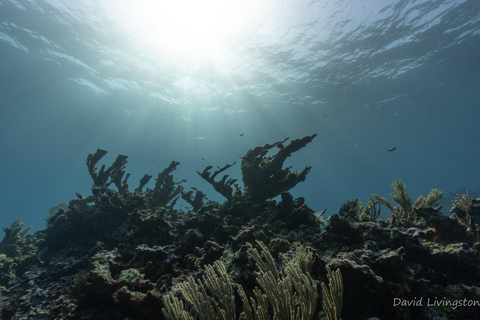 Cancun : Exploration des récifs profonds pour les plongeurs certifiés