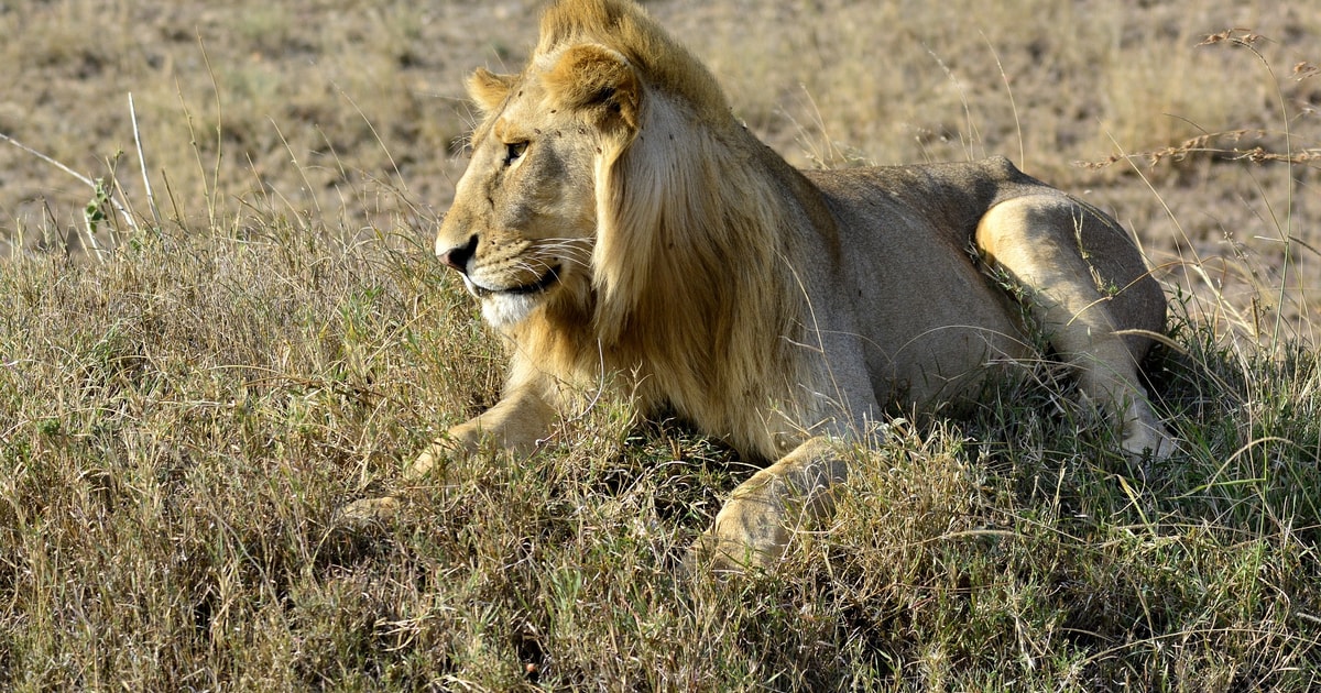 4 Daagse Amboseli Tsavo West En Oost Safari GetYourGuide