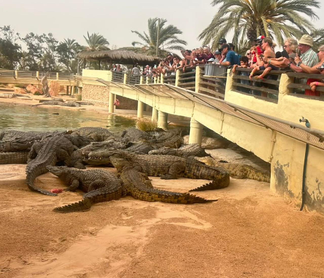 Djerba: Krokodile, Museumsführung & kostenloses Souvenir