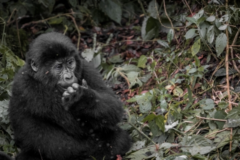 7-daagse chimpansees- en gorillatrekkingsafari in Oeganda