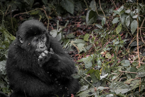 Safari de trekking de chimpanzés e gorilas de 7 dias em Uganda