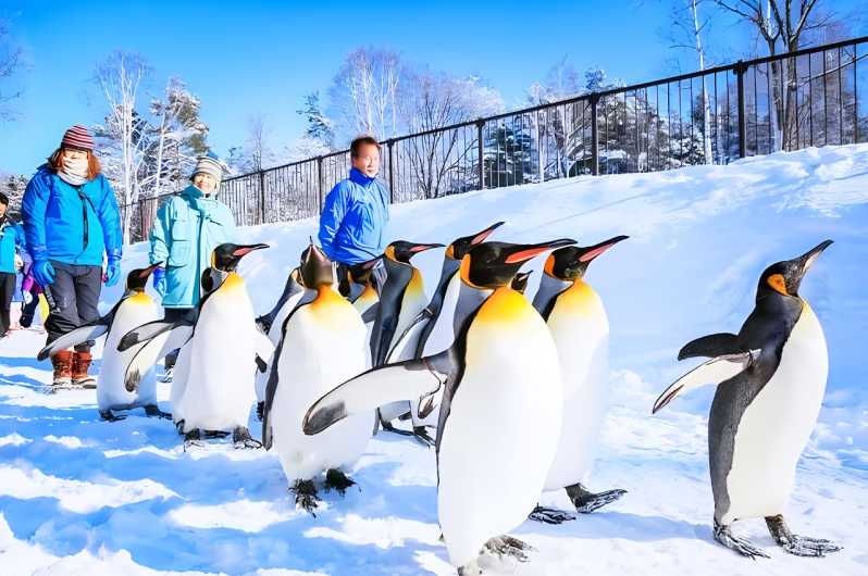 Hokkaido: Asahiyama Zoo, Furano, Beiei Blue Pond 1-Tages-Tour
