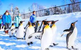 Hokkaido: Asahiyama Zoo, Furano, and Ningle Terrace Tour