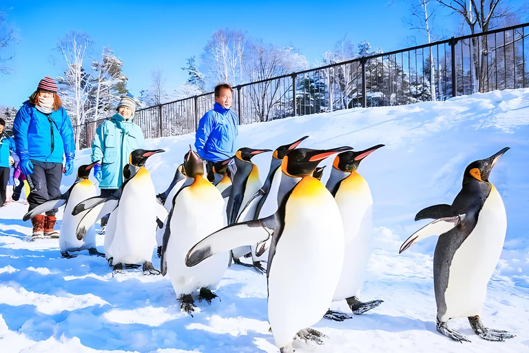 Hokkaido Ashiyama Zoo,Biei Blue Pond,Furano Day Tour