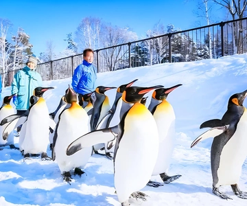 Hokkaido: Visita ao Jardim Zoológico de Asahiyama, Furano e Ningle Terrace