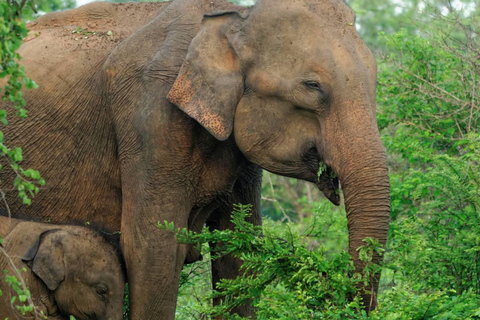 Chitwan: All Inclusive 3 days Safari with Tharu Village tour 3 Star Hotel: All Inclusive Package 2 Nights & 3 Days