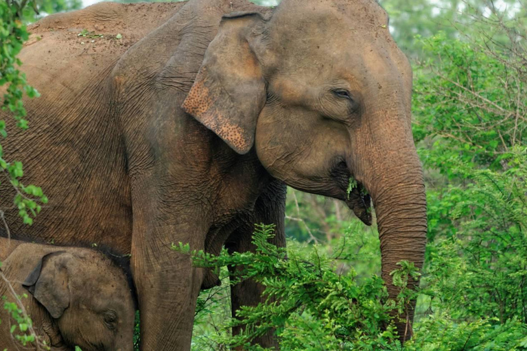 Chitwan: All Inclusive 3 days Safari with Tharu Village tour 3 Star Hotel: All Inclusive Package 2 Nights & 3 Days