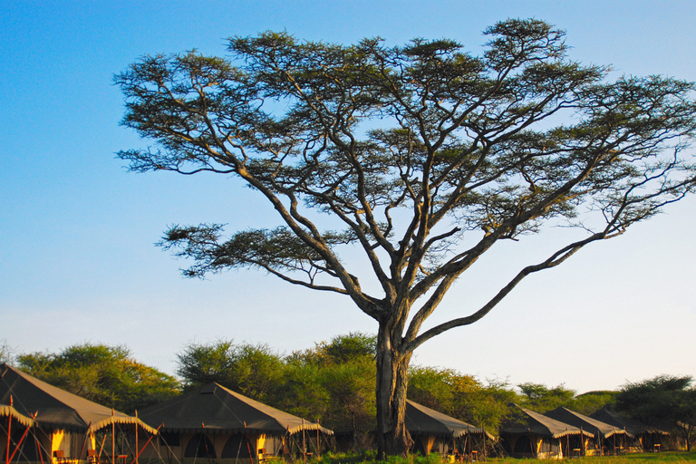 From Zanzibar: 2-Day Selous Safari with Flights & Lodge Stay 2-Day Selous Safari - Without Transfer
