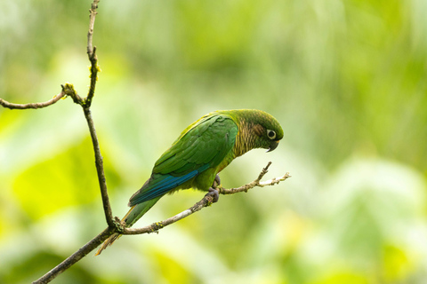 From Galle or Mirissa: Sinharaja Rainforest Day Trip From Mirissa: Sinharaja Rainforest Day Trip