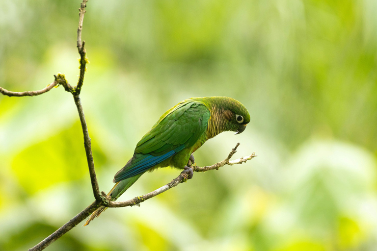 From Galle or Mirissa: Sinharaja Rainforest Day Trip From Mirissa: Sinharaja Rainforest Day Trip